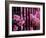 Azalea Blossom, Charleston, South Carolina, USA-Adam Jones-Framed Photographic Print