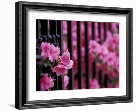 Azalea Blossom, Charleston, South Carolina, USA-Adam Jones-Framed Photographic Print