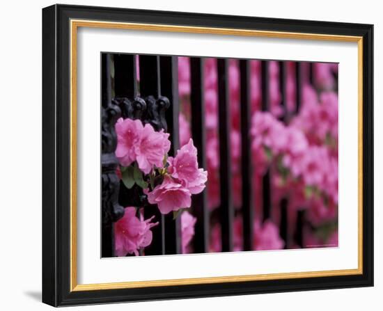 Azalea Blossom, Charleston, South Carolina, USA-Adam Jones-Framed Photographic Print