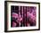 Azalea Blossom, Charleston, South Carolina, USA-Adam Jones-Framed Photographic Print