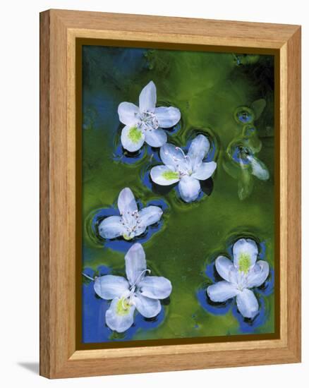 Azalea Blossoms Floating in Stream with Reflections, Maryland, USA-Nancy Rotenberg-Framed Premier Image Canvas