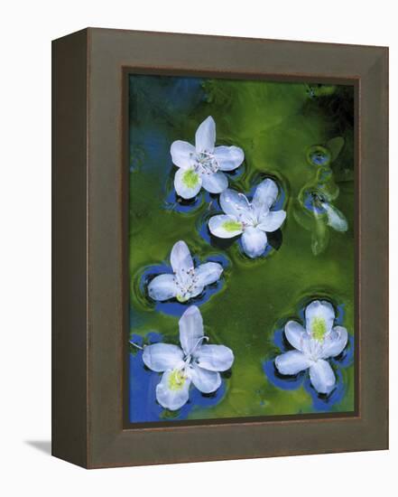 Azalea Blossoms Floating in Stream with Reflections, Maryland, USA-Nancy Rotenberg-Framed Premier Image Canvas