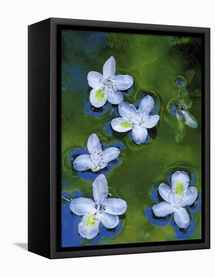 Azalea Blossoms Floating in Stream with Reflections, Maryland, USA-Nancy Rotenberg-Framed Premier Image Canvas