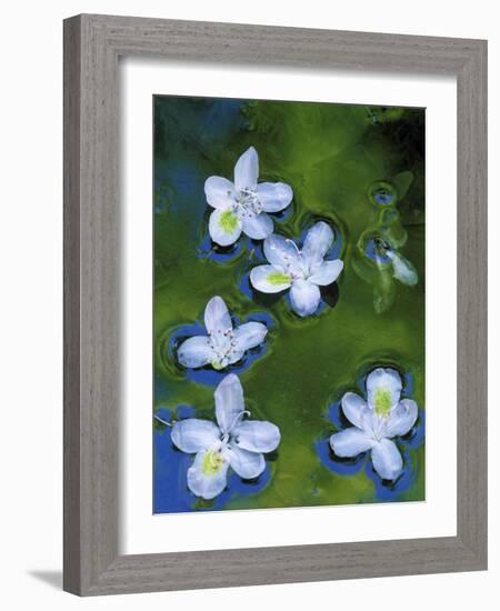 Azalea Blossoms Floating in Stream with Reflections, Maryland, USA-Nancy Rotenberg-Framed Photographic Print