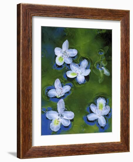 Azalea Blossoms Floating in Stream with Reflections, Maryland, USA-Nancy Rotenberg-Framed Photographic Print