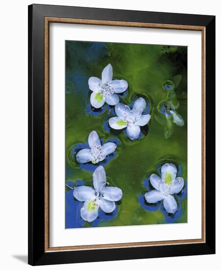 Azalea Blossoms Floating in Stream with Reflections, Maryland, USA-Nancy Rotenberg-Framed Photographic Print