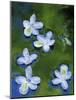 Azalea Blossoms Floating in Stream with Reflections, Maryland, USA-Nancy Rotenberg-Mounted Photographic Print