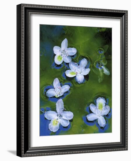 Azalea Blossoms Floating in Stream with Reflections, Maryland, USA-Nancy Rotenberg-Framed Photographic Print