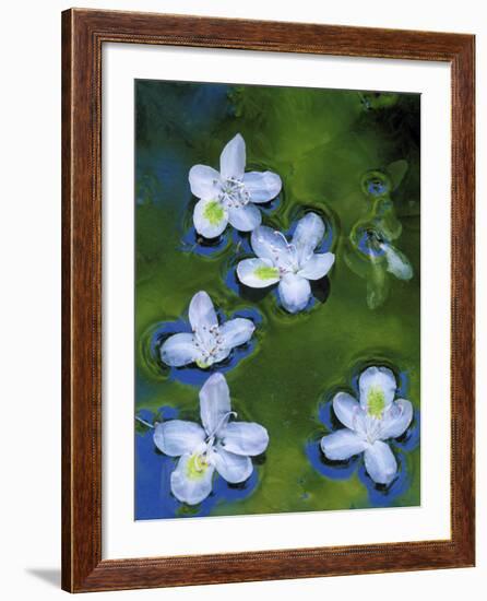 Azalea Blossoms Floating in Stream with Reflections, Maryland, USA-Nancy Rotenberg-Framed Photographic Print