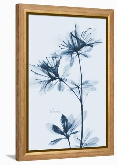 Azalea  Blues-Albert Koetsier-Framed Stretched Canvas