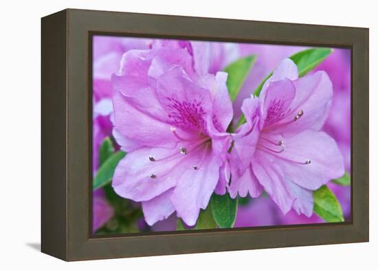 Azalea Flower-Rob Tilley-Framed Premier Image Canvas