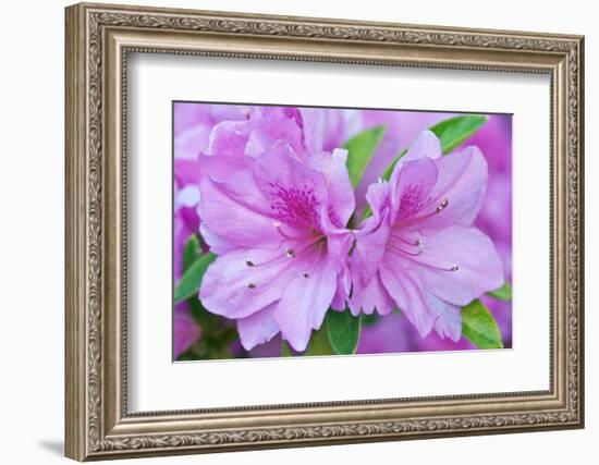 Azalea Flower-Rob Tilley-Framed Photographic Print