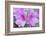 Azalea Flower-Rob Tilley-Framed Photographic Print