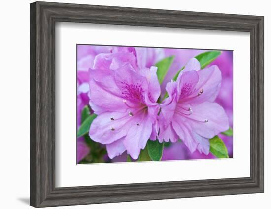 Azalea Flower-Rob Tilley-Framed Photographic Print