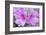 Azalea Flower-Rob Tilley-Framed Photographic Print