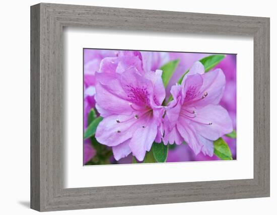 Azalea Flower-Rob Tilley-Framed Photographic Print