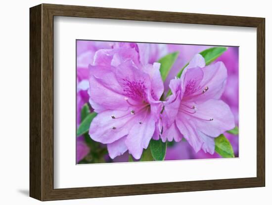 Azalea Flower-Rob Tilley-Framed Photographic Print