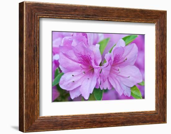 Azalea Flower-Rob Tilley-Framed Photographic Print