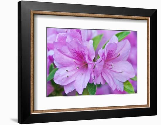 Azalea Flower-Rob Tilley-Framed Photographic Print