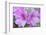 Azalea Flower-Rob Tilley-Framed Photographic Print