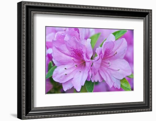 Azalea Flower-Rob Tilley-Framed Photographic Print