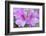 Azalea Flower-Rob Tilley-Framed Photographic Print