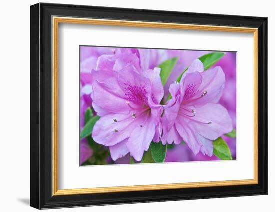 Azalea Flower-Rob Tilley-Framed Photographic Print