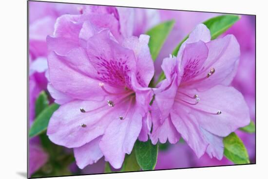 Azalea Flower-Rob Tilley-Mounted Photographic Print