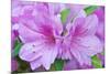 Azalea Flower-Rob Tilley-Mounted Photographic Print