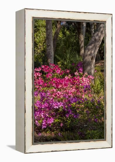 Azalea Flowers, Edgewater Landings, Florida, USA-Lisa S. Engelbrecht-Framed Premier Image Canvas