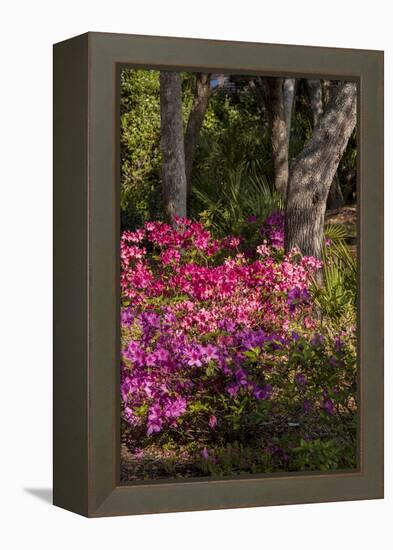 Azalea Flowers, Edgewater Landings, Florida, USA-Lisa S. Engelbrecht-Framed Premier Image Canvas