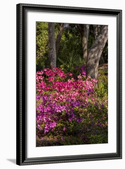 Azalea Flowers, Edgewater Landings, Florida, USA-Lisa S. Engelbrecht-Framed Photographic Print