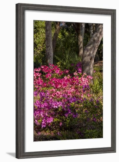 Azalea Flowers, Edgewater Landings, Florida, USA-Lisa S. Engelbrecht-Framed Photographic Print