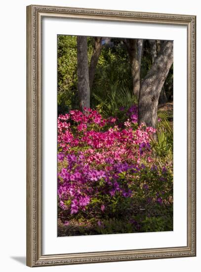 Azalea Flowers, Edgewater Landings, Florida, USA-Lisa S. Engelbrecht-Framed Photographic Print