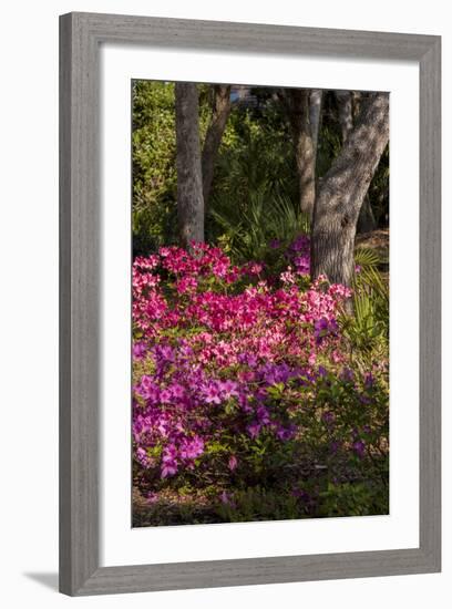 Azalea Flowers, Edgewater Landings, Florida, USA-Lisa S. Engelbrecht-Framed Photographic Print