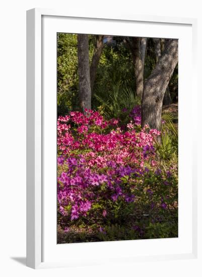 Azalea Flowers, Edgewater Landings, Florida, USA-Lisa S. Engelbrecht-Framed Photographic Print