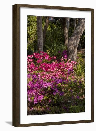 Azalea Flowers, Edgewater Landings, Florida, USA-Lisa S. Engelbrecht-Framed Photographic Print