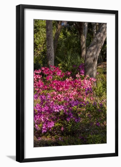 Azalea Flowers, Edgewater Landings, Florida, USA-Lisa S. Engelbrecht-Framed Photographic Print