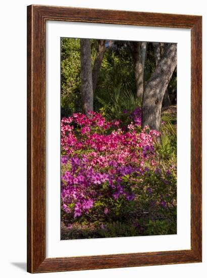 Azalea Flowers, Edgewater Landings, Florida, USA-Lisa S. Engelbrecht-Framed Photographic Print