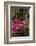 Azalea Flowers, Edgewater Landings, Florida, USA-Lisa S. Engelbrecht-Framed Photographic Print