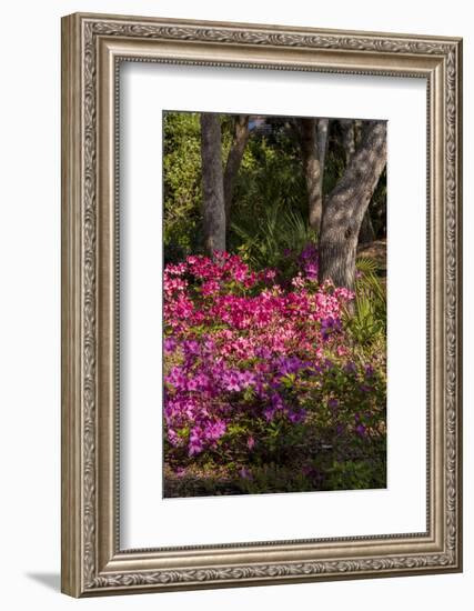 Azalea Flowers, Edgewater Landings, Florida, USA-Lisa S. Engelbrecht-Framed Photographic Print