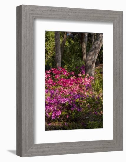 Azalea Flowers, Edgewater Landings, Florida, USA-Lisa S. Engelbrecht-Framed Photographic Print