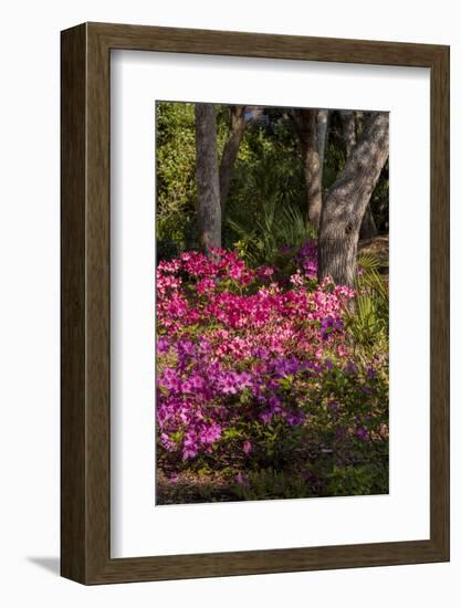 Azalea Flowers, Edgewater Landings, Florida, USA-Lisa S. Engelbrecht-Framed Photographic Print