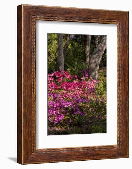 Azalea Flowers, Edgewater Landings, Florida, USA-Lisa S. Engelbrecht-Framed Photographic Print