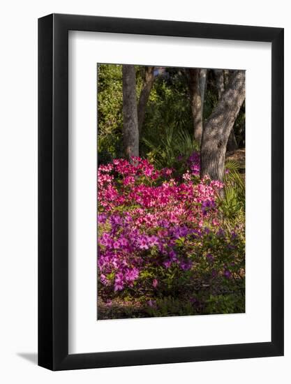 Azalea Flowers, Edgewater Landings, Florida, USA-Lisa S. Engelbrecht-Framed Photographic Print