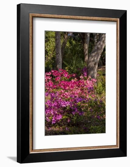 Azalea Flowers, Edgewater Landings, Florida, USA-Lisa S. Engelbrecht-Framed Photographic Print