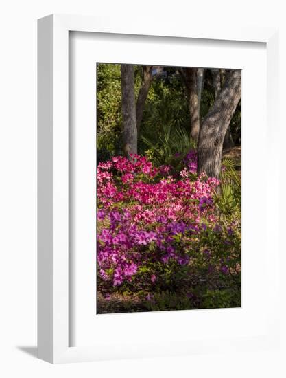 Azalea Flowers, Edgewater Landings, Florida, USA-Lisa S. Engelbrecht-Framed Photographic Print