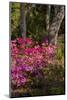 Azalea Flowers, Edgewater Landings, Florida, USA-Lisa S. Engelbrecht-Mounted Photographic Print