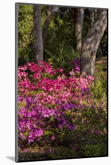 Azalea Flowers, Edgewater Landings, Florida, USA-Lisa S. Engelbrecht-Mounted Photographic Print