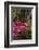 Azalea Flowers, Edgewater Landings, Florida, USA-Lisa S. Engelbrecht-Framed Photographic Print